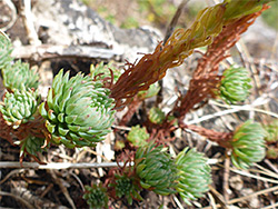 Developing leaf rosettes