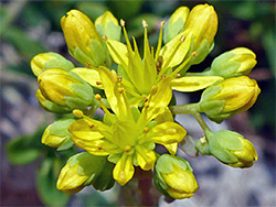 Buds and flowers