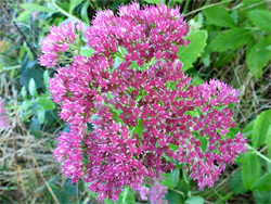 Flat-topped cluster