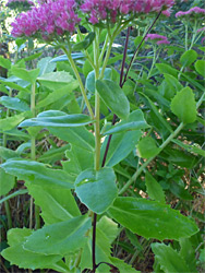 Stem and leaves