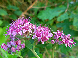 Bright pink flowers