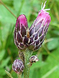 Three flowerheads