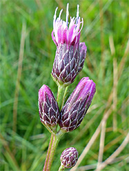 Group of flowerheads