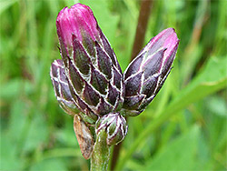 Group of flowerheads