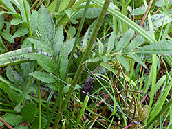 Stem and leaves