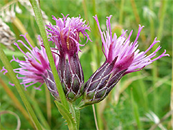 Heath wildflowers