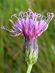 Green and purple phyllaries