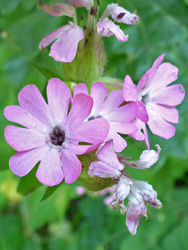 Pale pink flowers