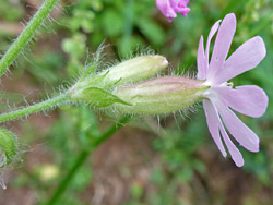 Hairy calyces