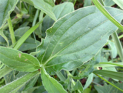 Pinnately-veined leaf