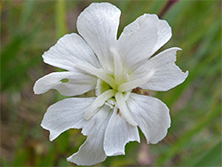 White campion