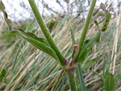 Stem leaves