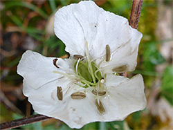 Sea campion