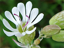 Bladder campion