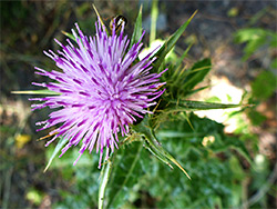 Silybum marianum