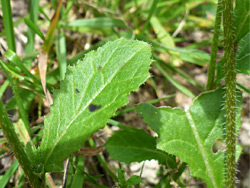 Cauline leaf