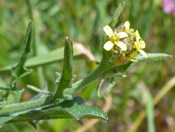 Flowers and stem leaves
