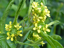 Yellow flowers