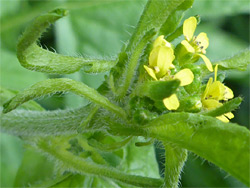 Top of a stem