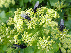 Flies on flowers