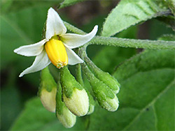 Solanum nigrum