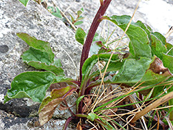 Basal leaves