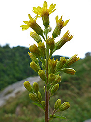 Elongated inflorescence