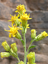 European goldenrod