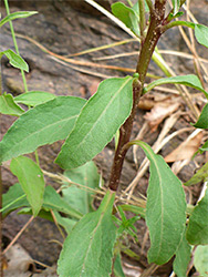 Stem and leaves