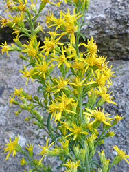 Dense flower cluster