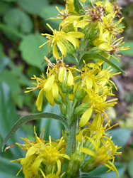 Yellow flowerheads