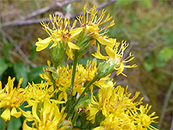 Exserted stamens