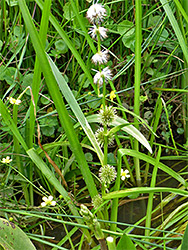 Elongated flower spike