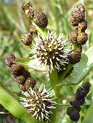 Branched bur-reed