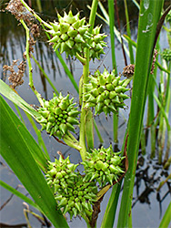 Branched bur-reed