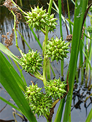 Carpellate clusters