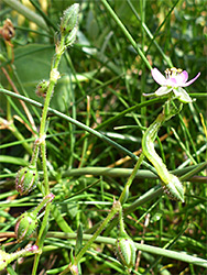 Glandular stems