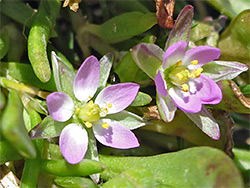 Pair of flowers