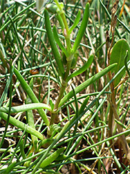 Succulent leaves