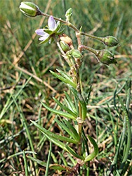 Flowering stem