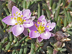 Pair of flowers