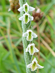 Greenish-white flowers