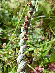 Withered flowers