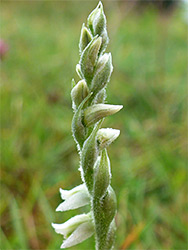 Developing inflorescence