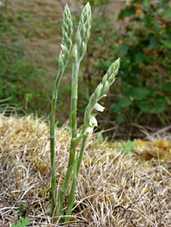 Developing flowers