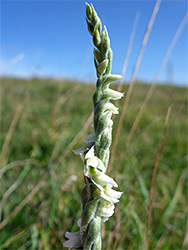 Autumn lady's-tresses