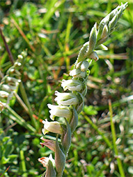 Autumn lady's-tresses