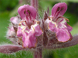 Limestone woundwort