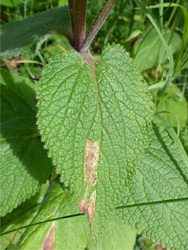 Ovate leaf