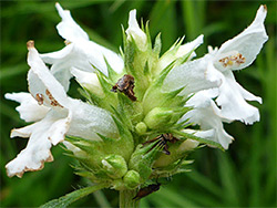 White flowers